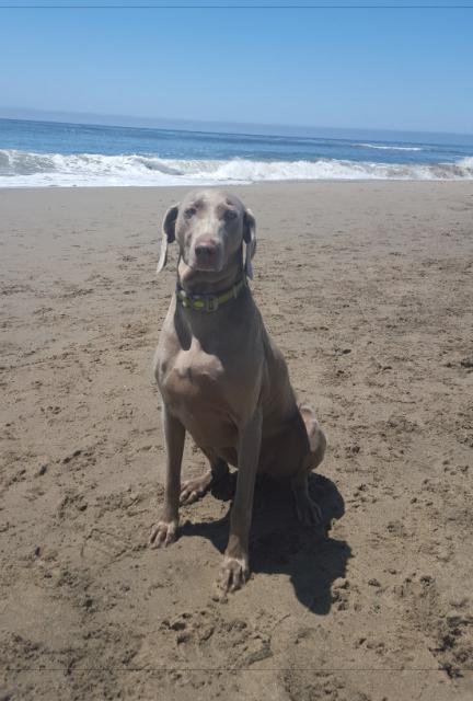 Safire at Beach